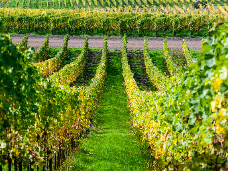 A região de Mosel